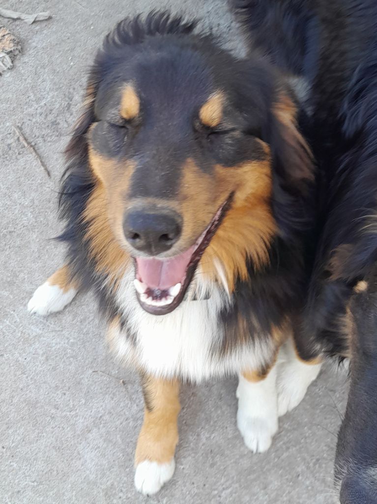 De Porzh Gwenn - Chiots disponibles - Berger Australien